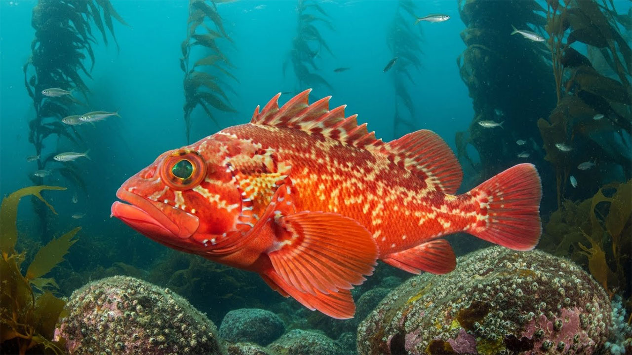 Pacific Rockfish