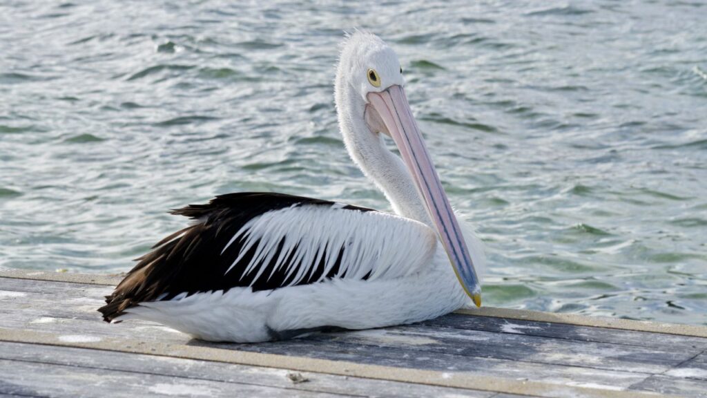 Pelican