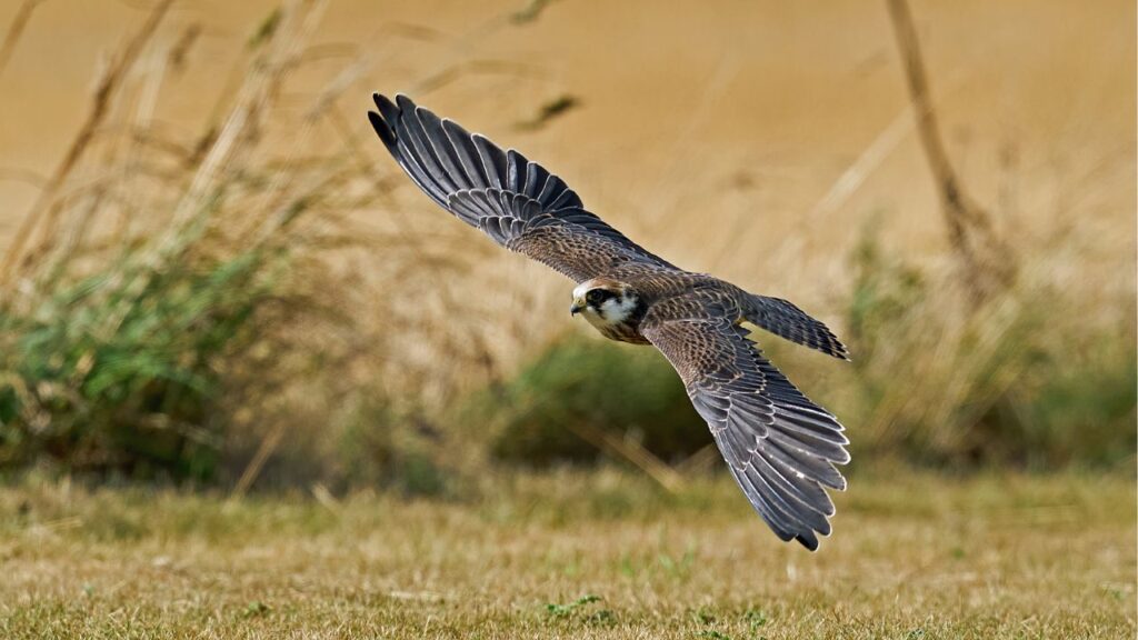Peregrine Falcon