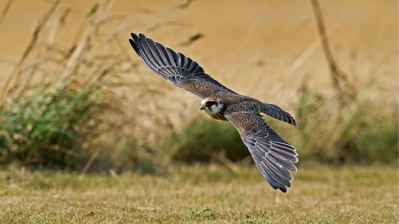 Peregrine Falcon