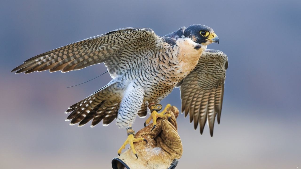 Peregrine Falcon