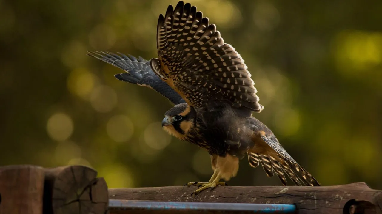 Peregrine Falcon