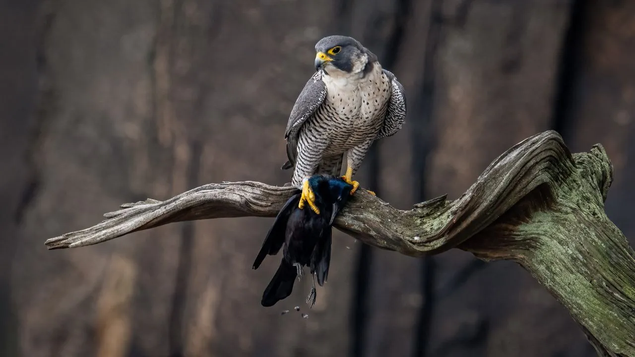 Peregrine Falcon