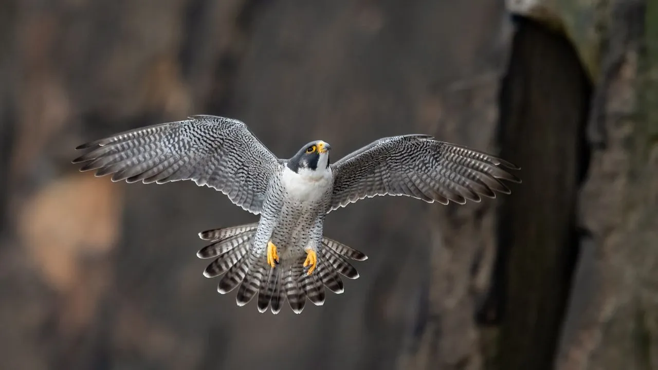 Peregrine Falcon