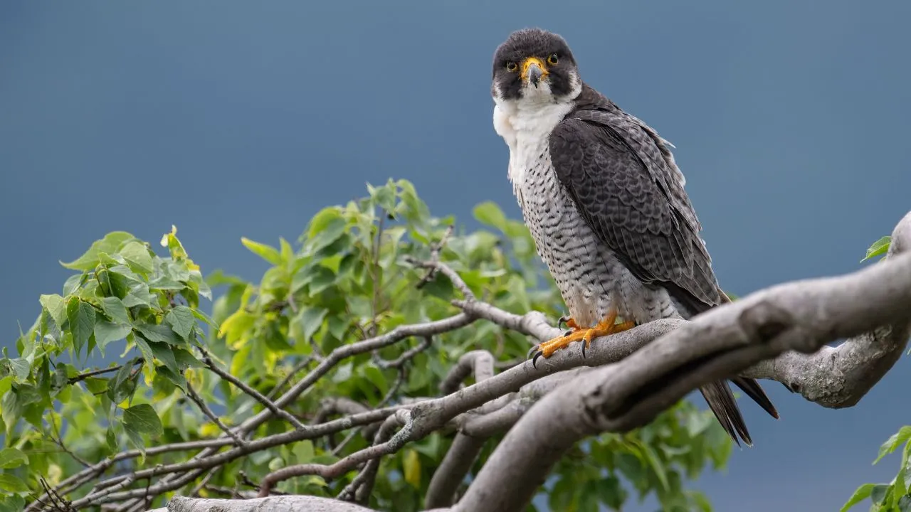 Peregrine Falcon