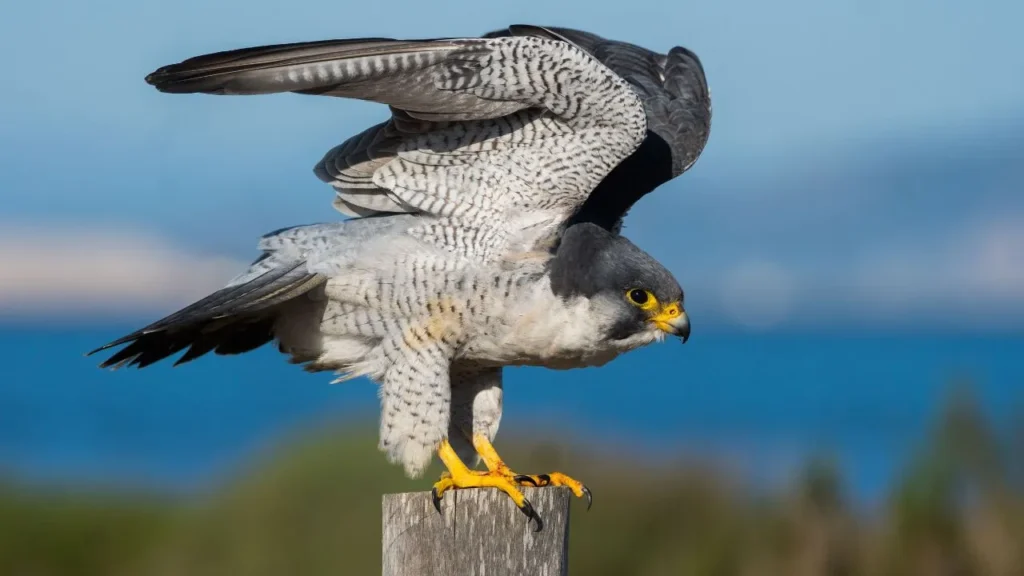 Peregrine Falcon