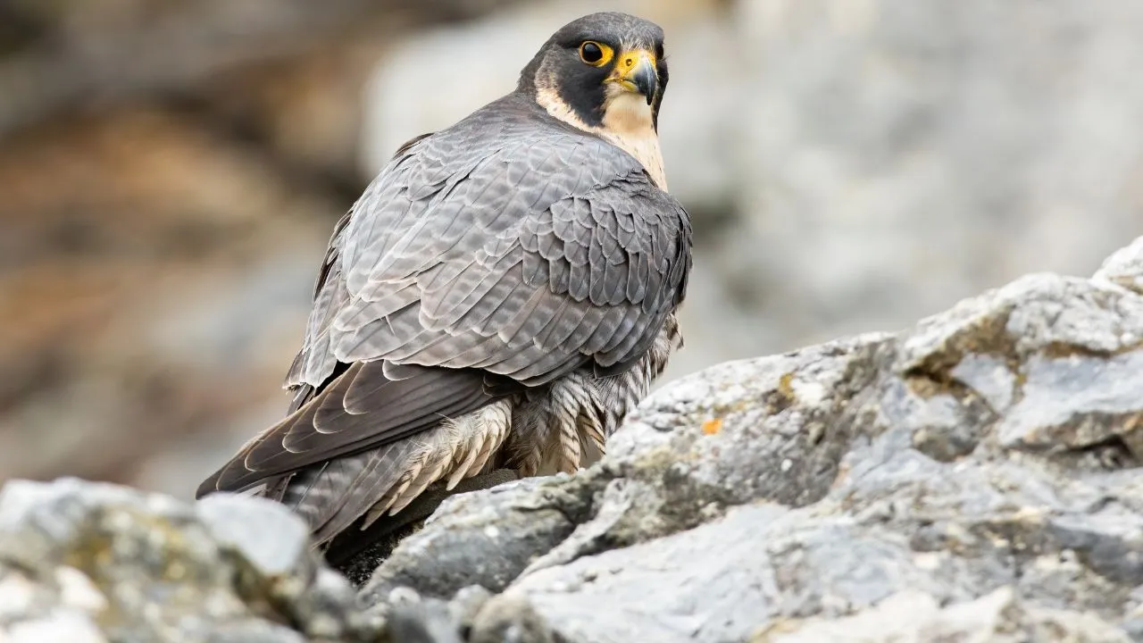 Peregrine Falcon