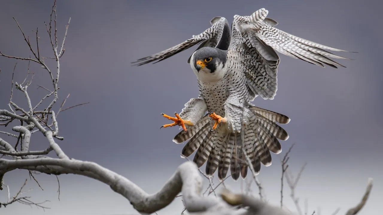 Peregrine Falcon