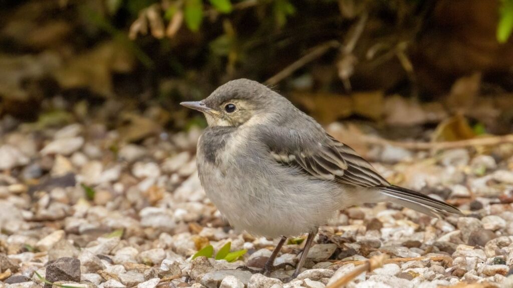 Pied Wagtail