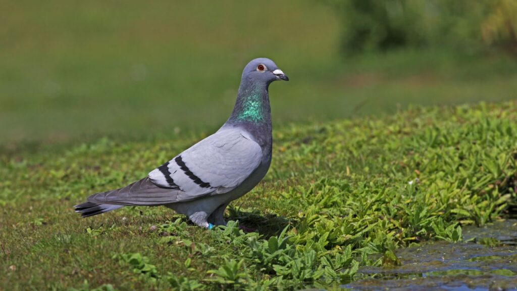 Pigeon