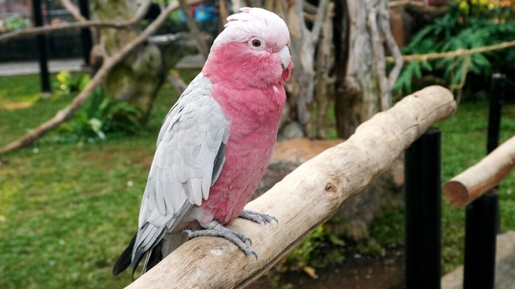 Pink Cockatoo