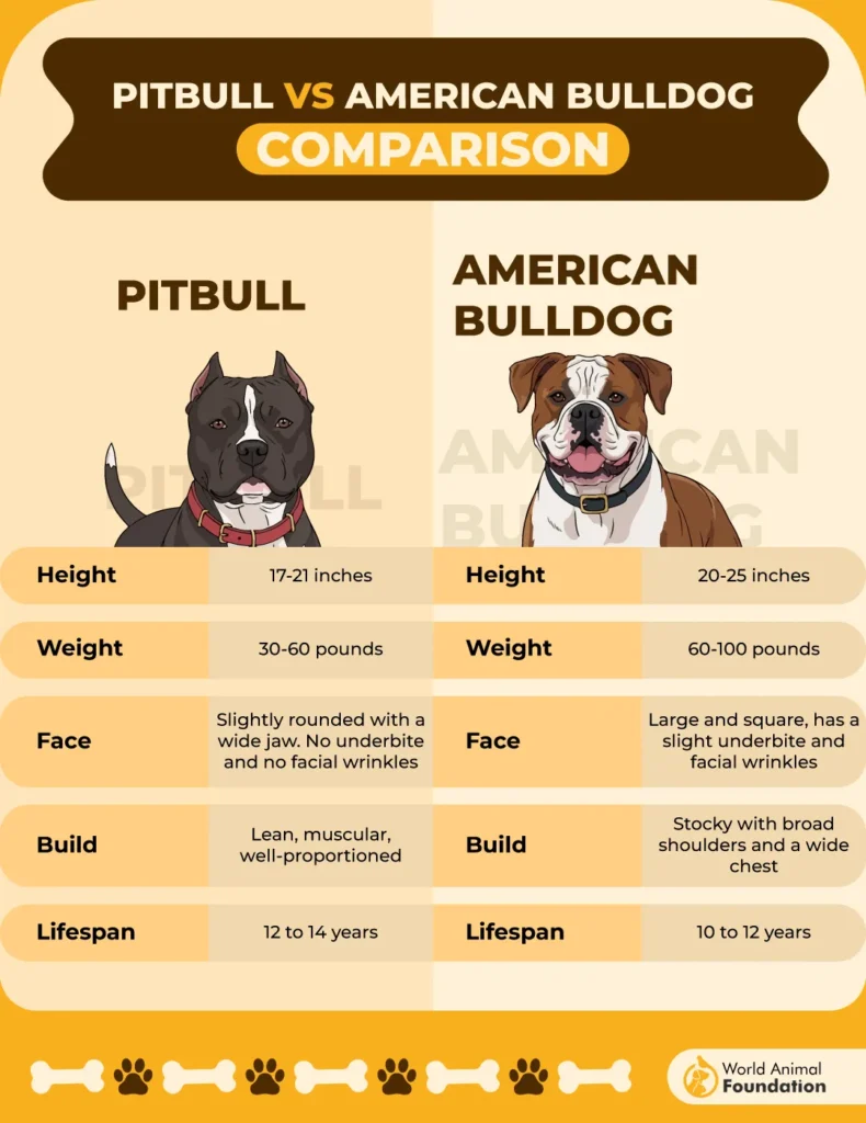 Pitbull-vs-American-Bulldog-Comparison-01