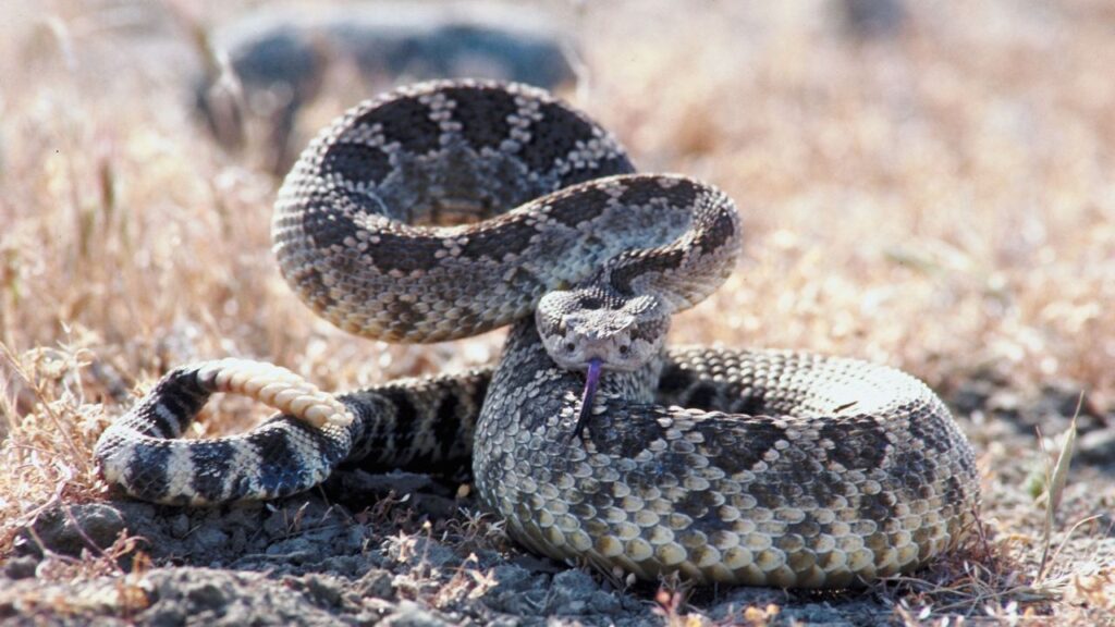 Rattlesnake