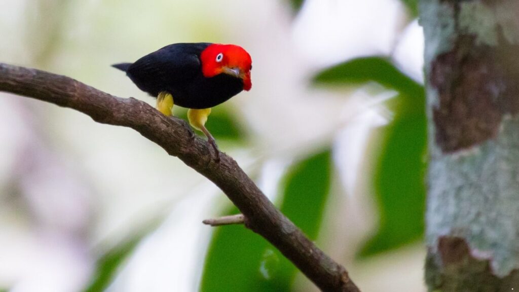 Red-Capped Manakin