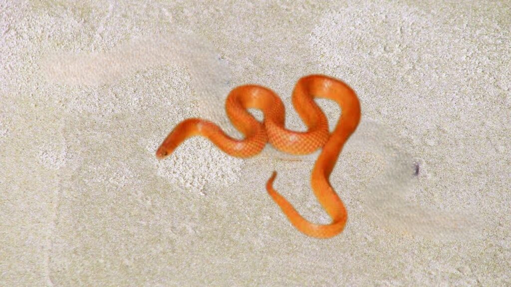 Red Coral Kukri Snake