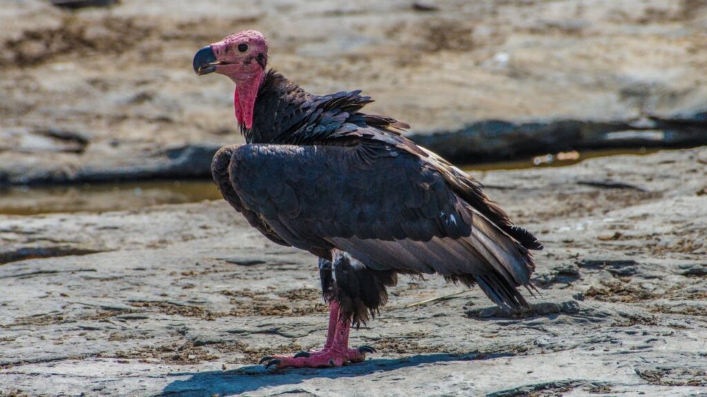 Red-Headed Vulture