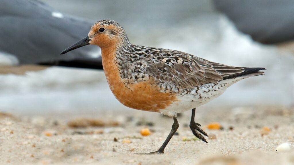 Red Knot
