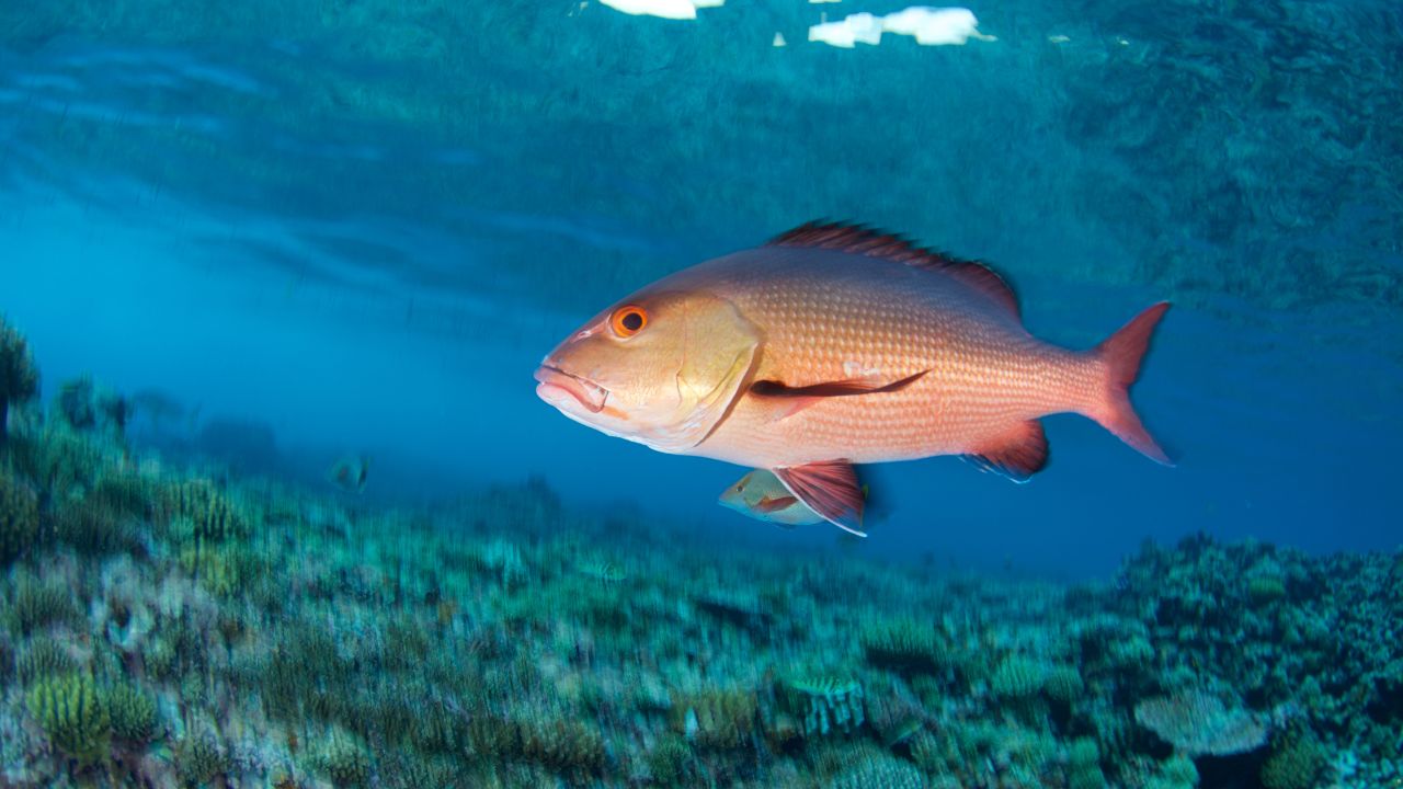 7 Fish Known for Their Large Schools to Brighten Your Aquarium