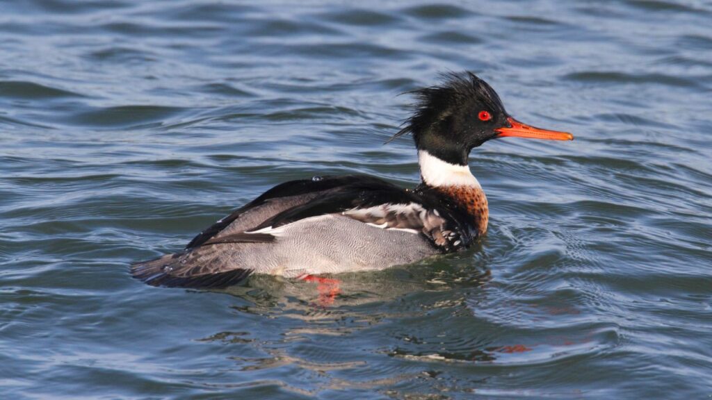 Red-breasted Merganser