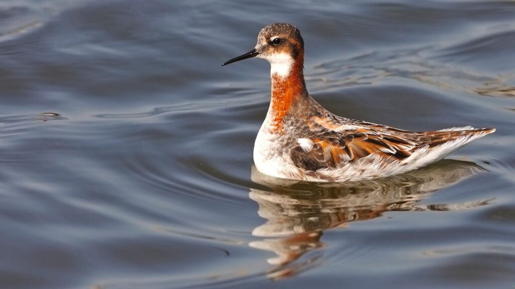 Red-necked Phalarope
