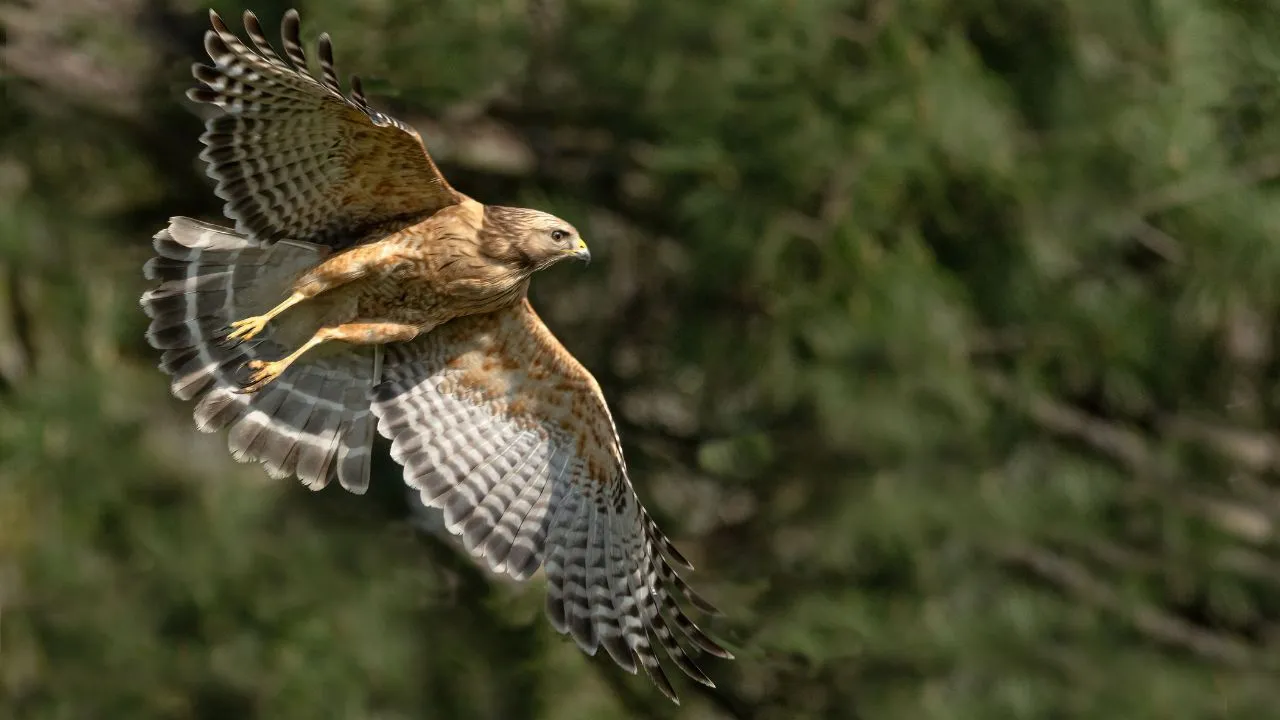 Red-tailed Hawk