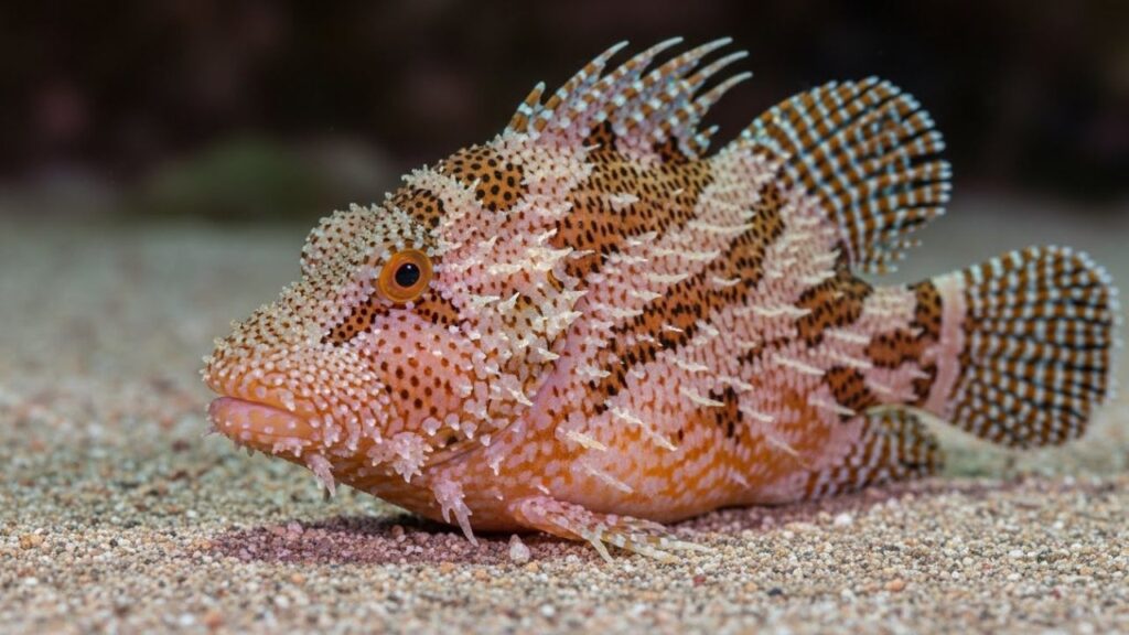 Reef Stonefish