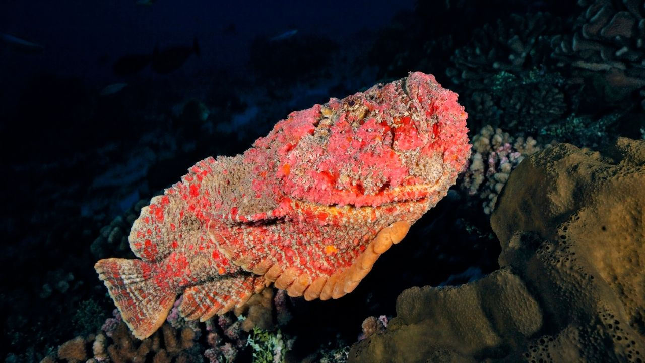 Reef Stonefish