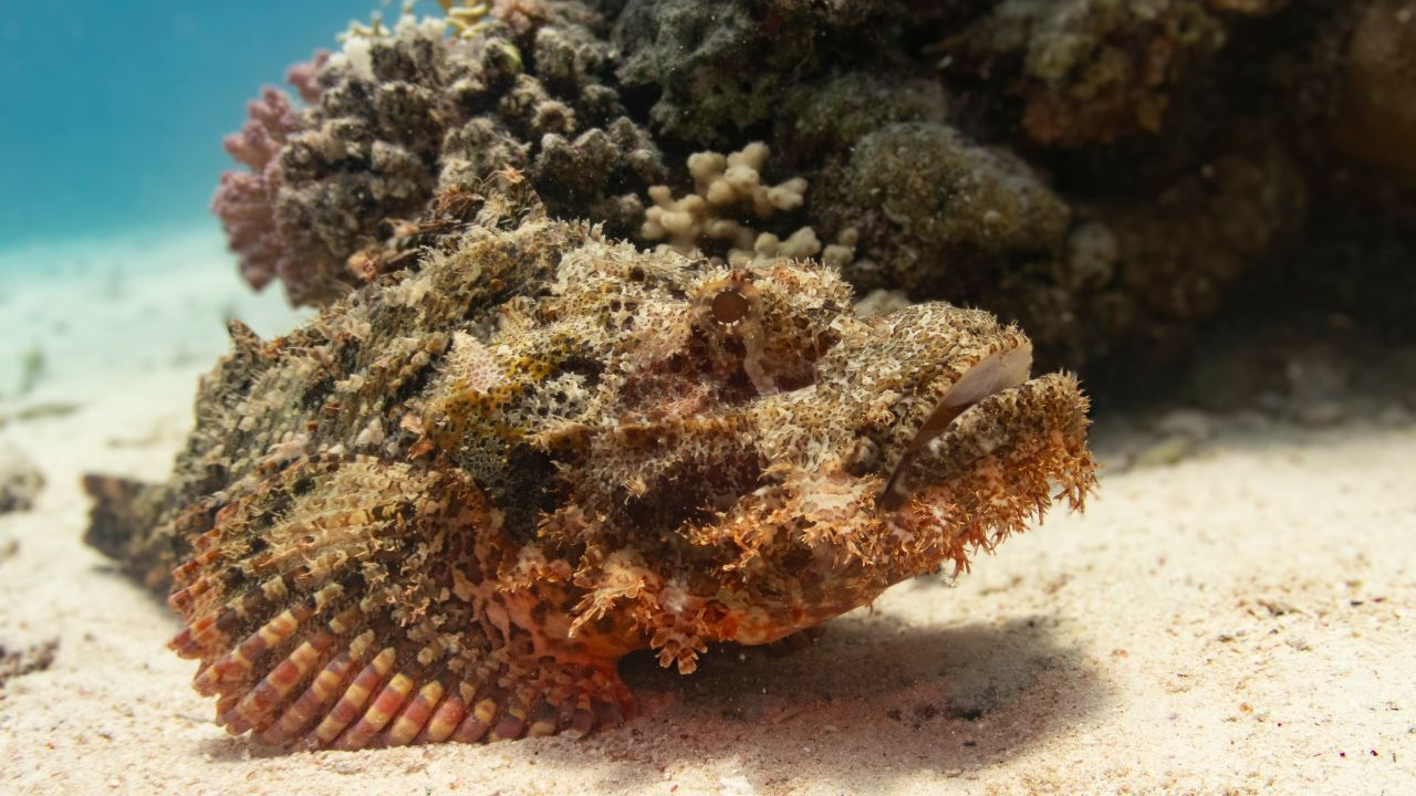 Reef Stonefish