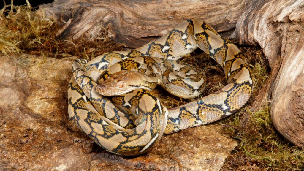 Reticulated Python