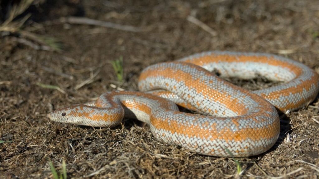 Rosy Boa