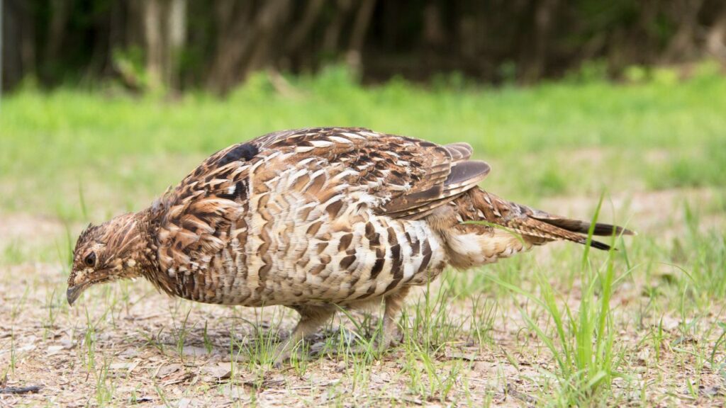 Ruffed Grouse