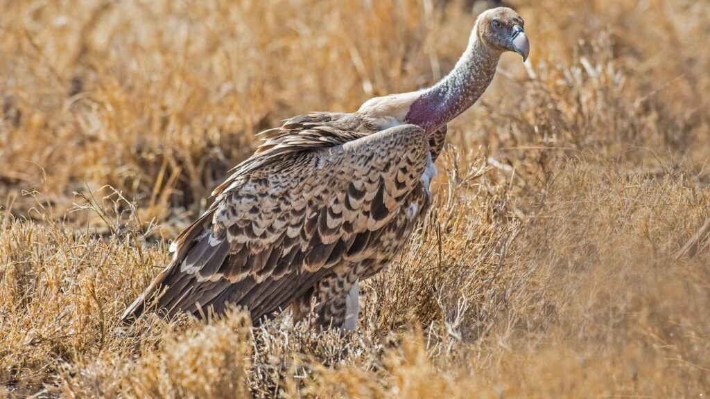 Rüppell’s Griffon Vulture