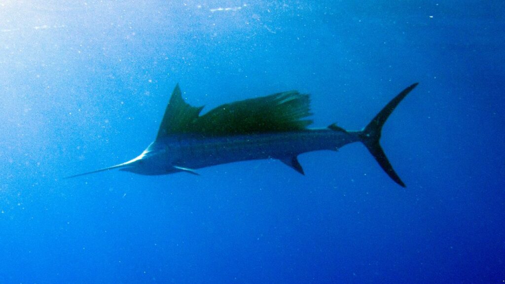 Sailfish