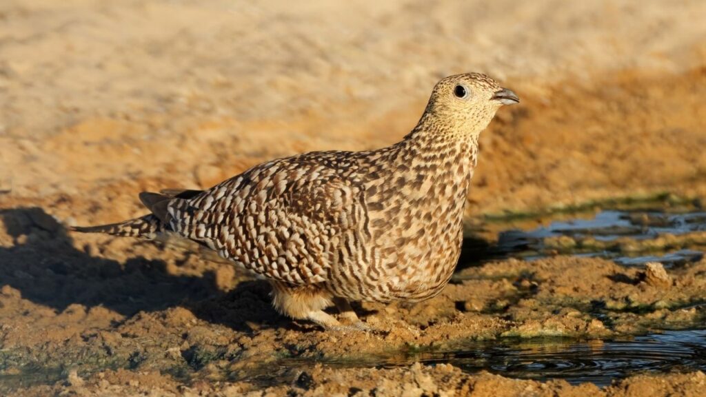 Sandgrouse