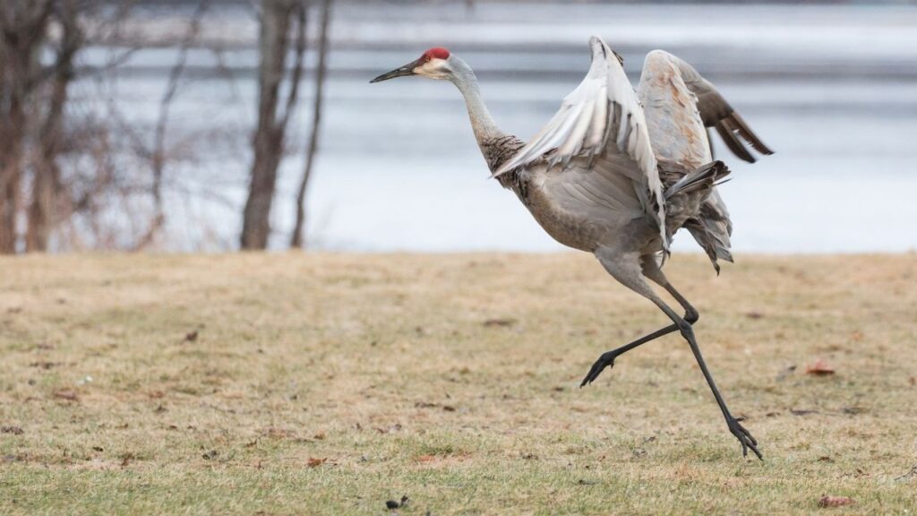 Sandhill Crane