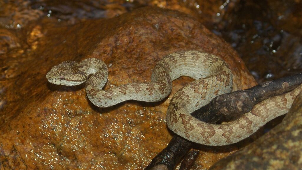 Saw-Scaled Viper