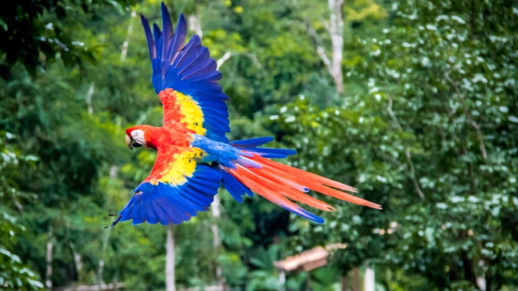 Scarlet Macaw