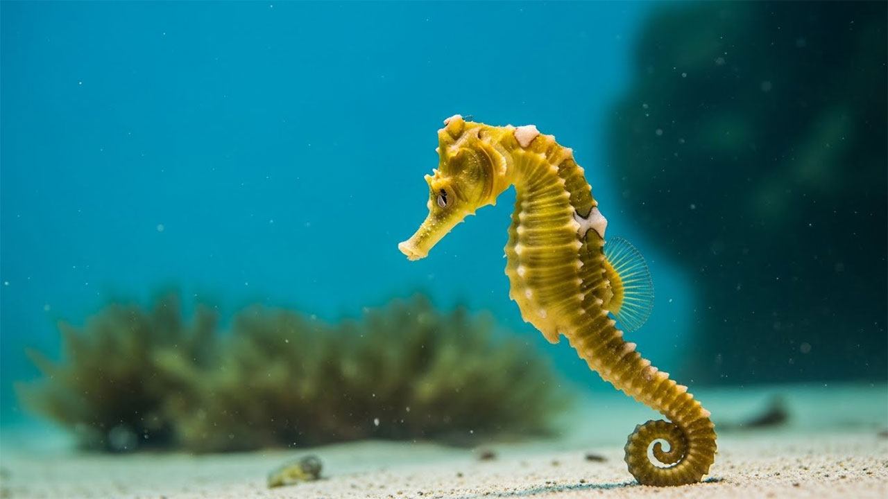 Seahorses