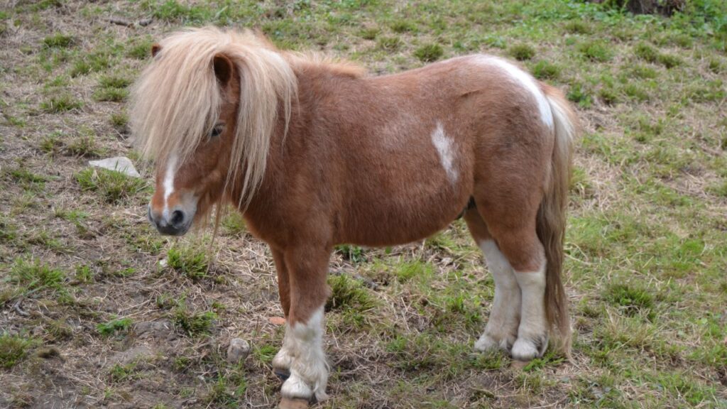 Shetland Pony
