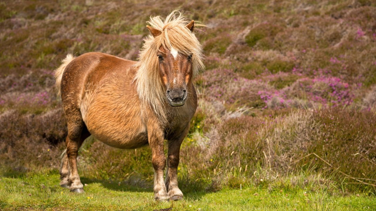 Shetland Pony
