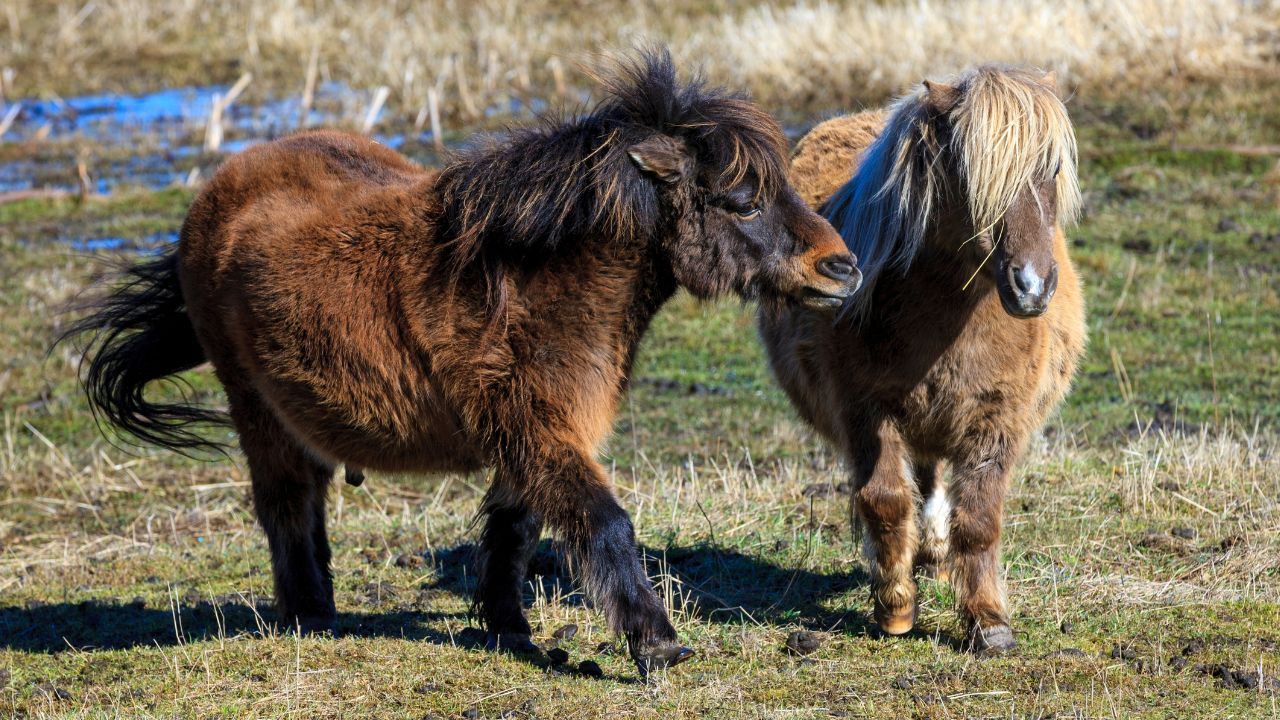 Shetland Pony