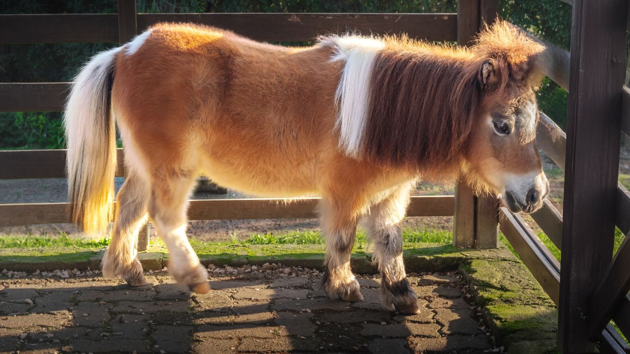 Shetland Pony