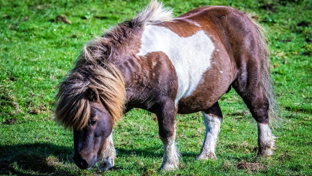 Shetland Pony