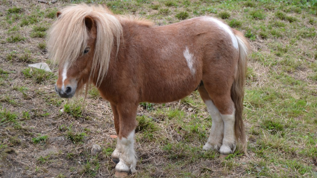 Shetland Pony
