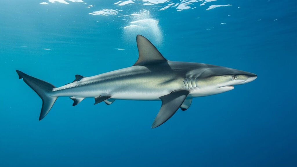 Shortfin Mako Shark