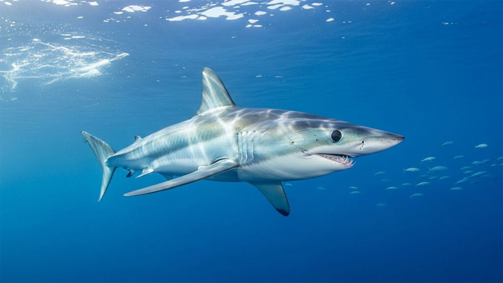 Shortfin Mako Shark