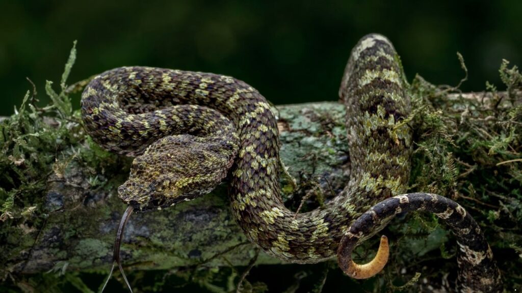 Siberian Pit Viper