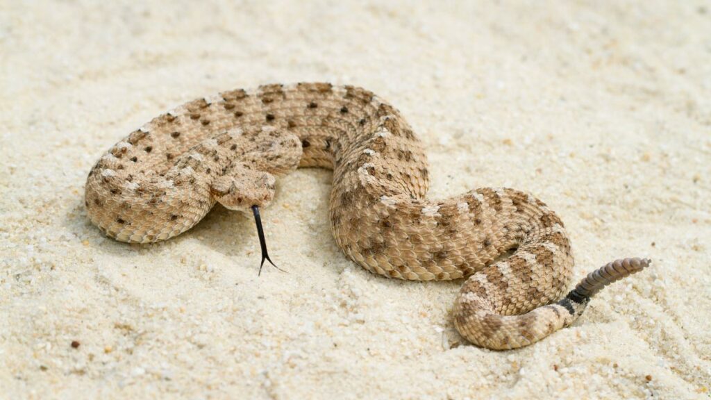 Sidewinder Rattlesnake
