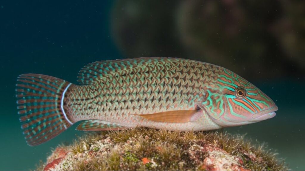 Sixbar Wrasse