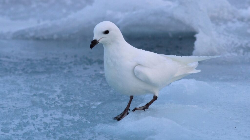 Snow Petrel